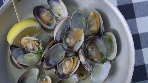 plastic microfibers shellfish