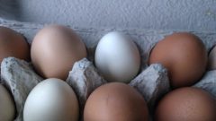 “Eggs” by bunnicula, CC BY-ND 2.0